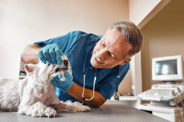 Best Emergency Dentist for Special Needs Patients in Mcgraw, NY